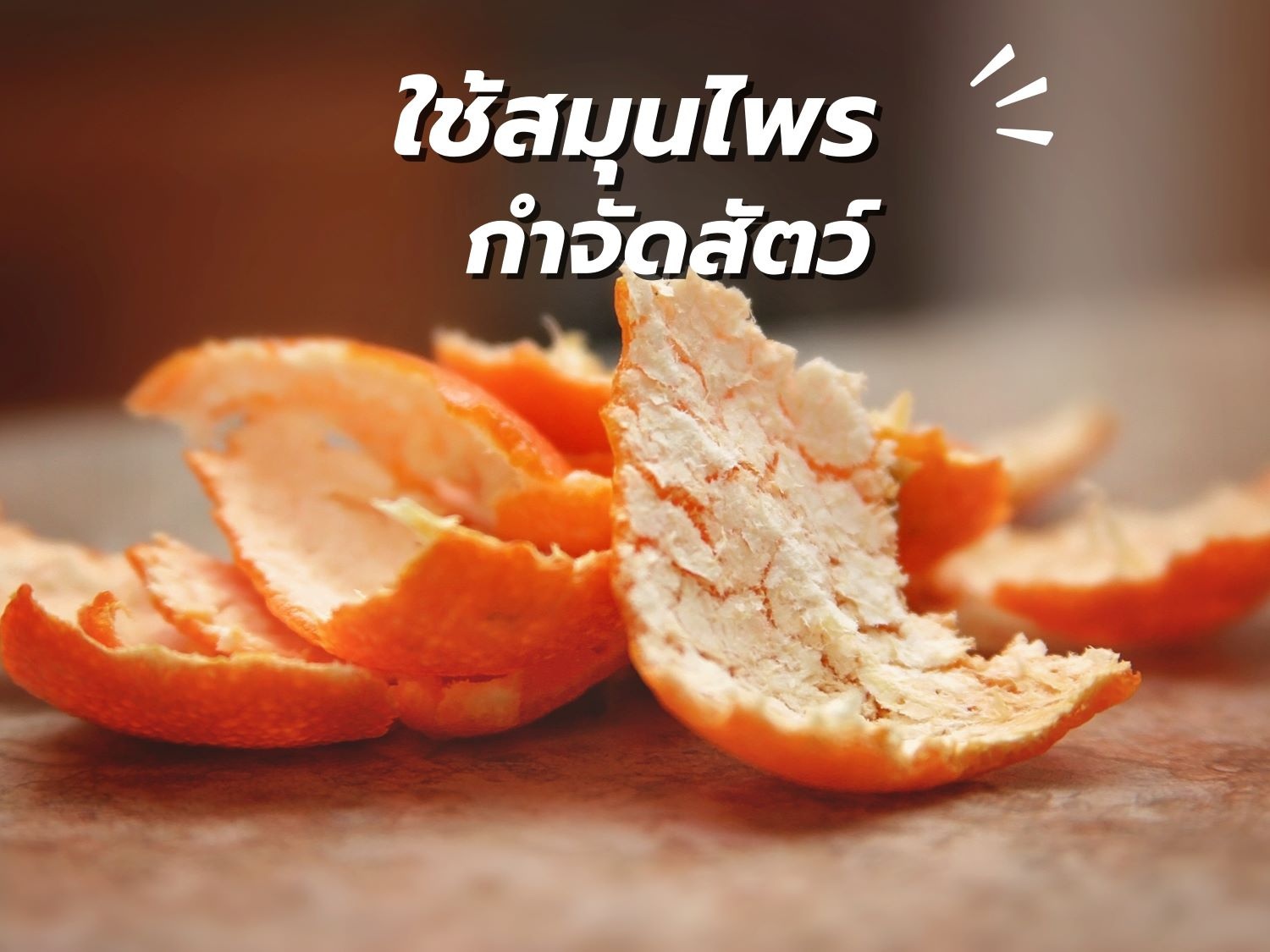 สัตว์ร้าย หน้าฝน5.jpg